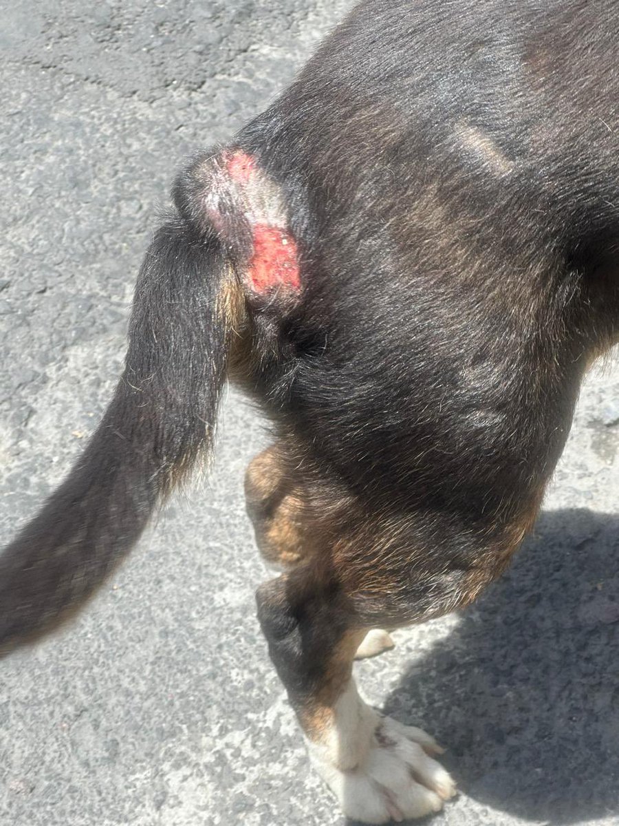 erivira's tweet photo. @UCS_GCDMX buen día para reportar un caso de maltrato animal? En CDMX, Tlalpan 
@PAOTmx @FIDAMPU @TlalpanAl @Gabyosoriohdz @FiscaliaCDMX https://t.co/kIDRND31sw
