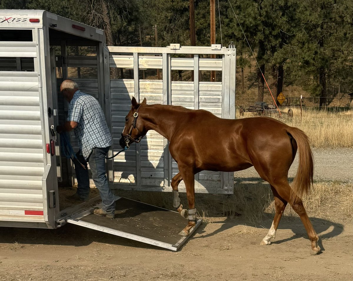 CritterCreekWA's tweet photo. PADDOCK BUZZ loading back up after her 45 minute pony trip. We load up at the barn and drive 1 mile to the big potato field. One trip around the potato patch takes 45 minutes. Half way is all up hill. Nice sandy soil to walk on. After a few trips the yearlings just love to go. https://t.co/5Gr77xvdxX