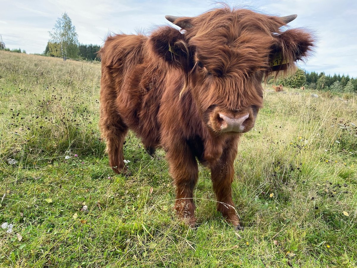 Highland Cattle of Saarela (@saarelahc) on Twitter photo Highland Cattle photo of the day Highland Cattle photo of the day