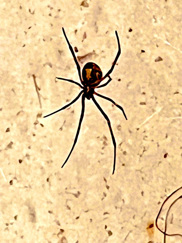 Flawwed1 tweet media