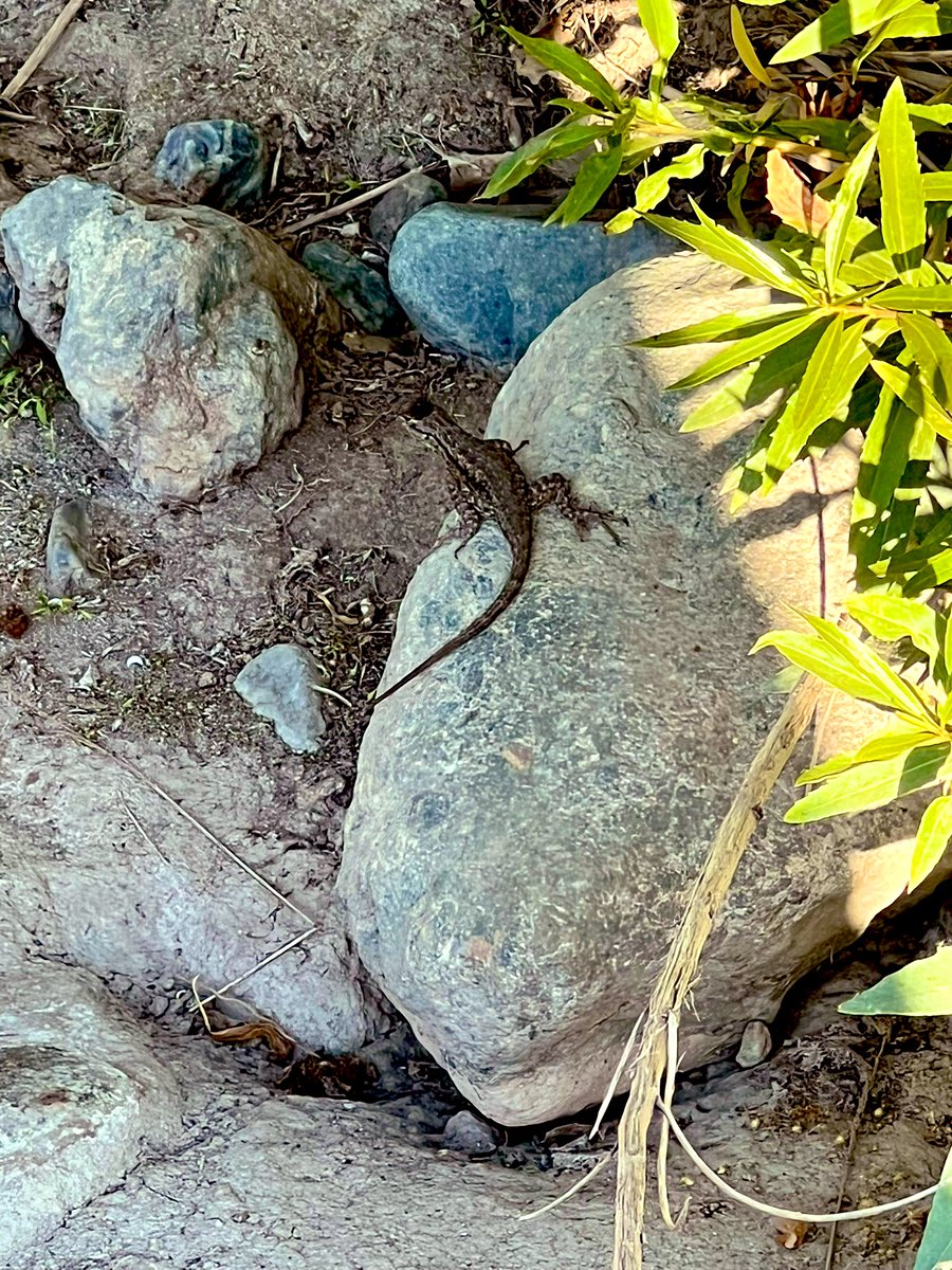 Flawwed1 tweet media