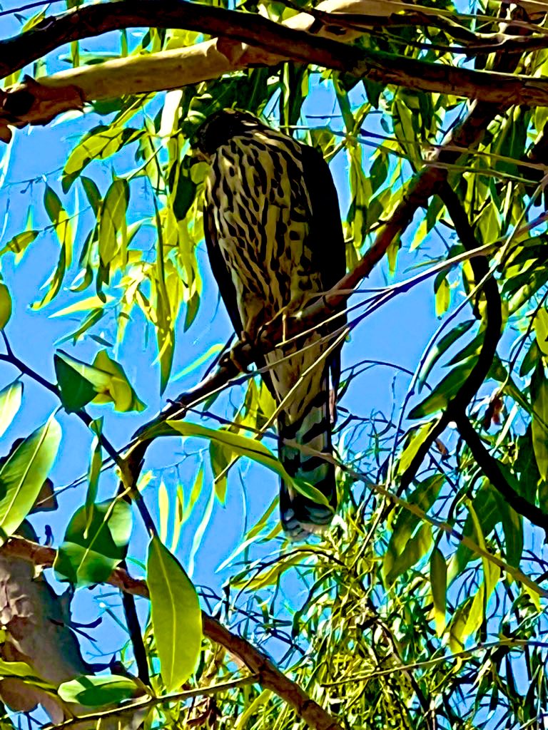 Flawwed1 tweet media