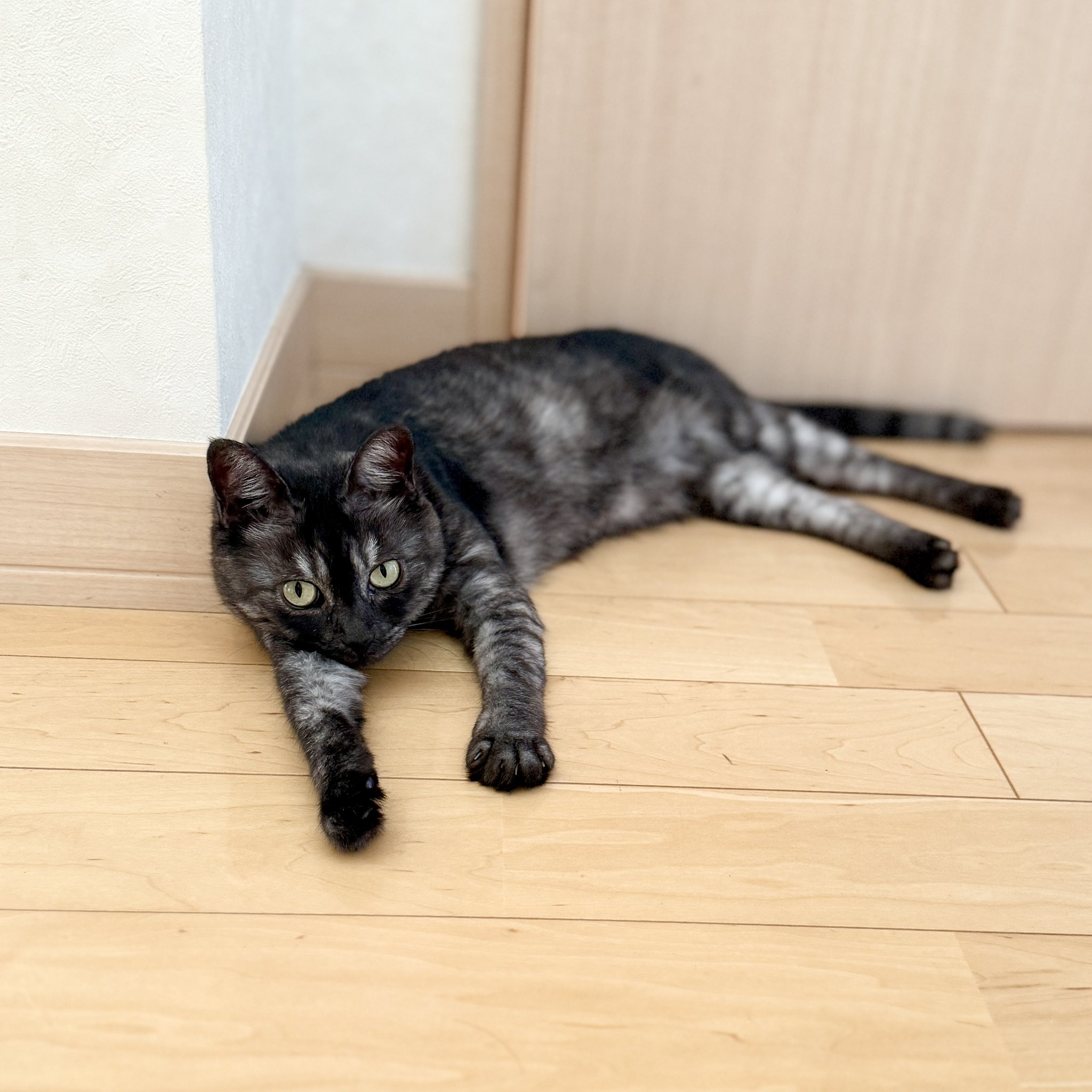 猫が好き ブル子 on X: 