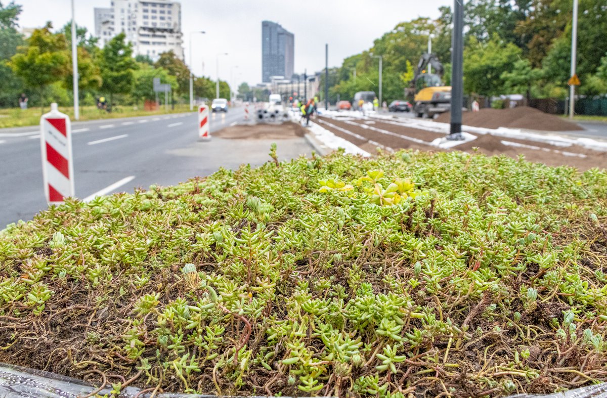 Rozpoczęliśmy prace prace przy zazielenianiu torowiska rozchodnikiem. W sumie przewidujemy tutaj 1200 metrów zielonego toru o łącznej powierzchni 3900 m2. W tej chwili mamy blisko 47 km zielonych torów, a do końca roku wartość ta wzrośnie do ponad 55 km.
Zazielenianie torów na