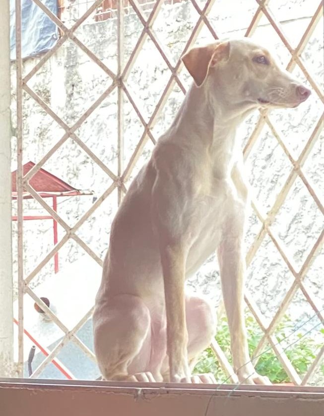 AlertaMePerdi's tweet image. #PERDIDO  #GUAYAQUIL
Nombre: #Niño
Fecha: 02-09-25
Sector: Norte, Los Vergeles callejón 9no y 23 NE
Sexo: Macho
Raza: Mestizo
Obsv: Ojos color miel, nariz rosada, pelaje blanco con lomo color caramelo 
Contacto: 0989693960
¡Ayúdalo a volver con su familia!
#AlertaMePerdí