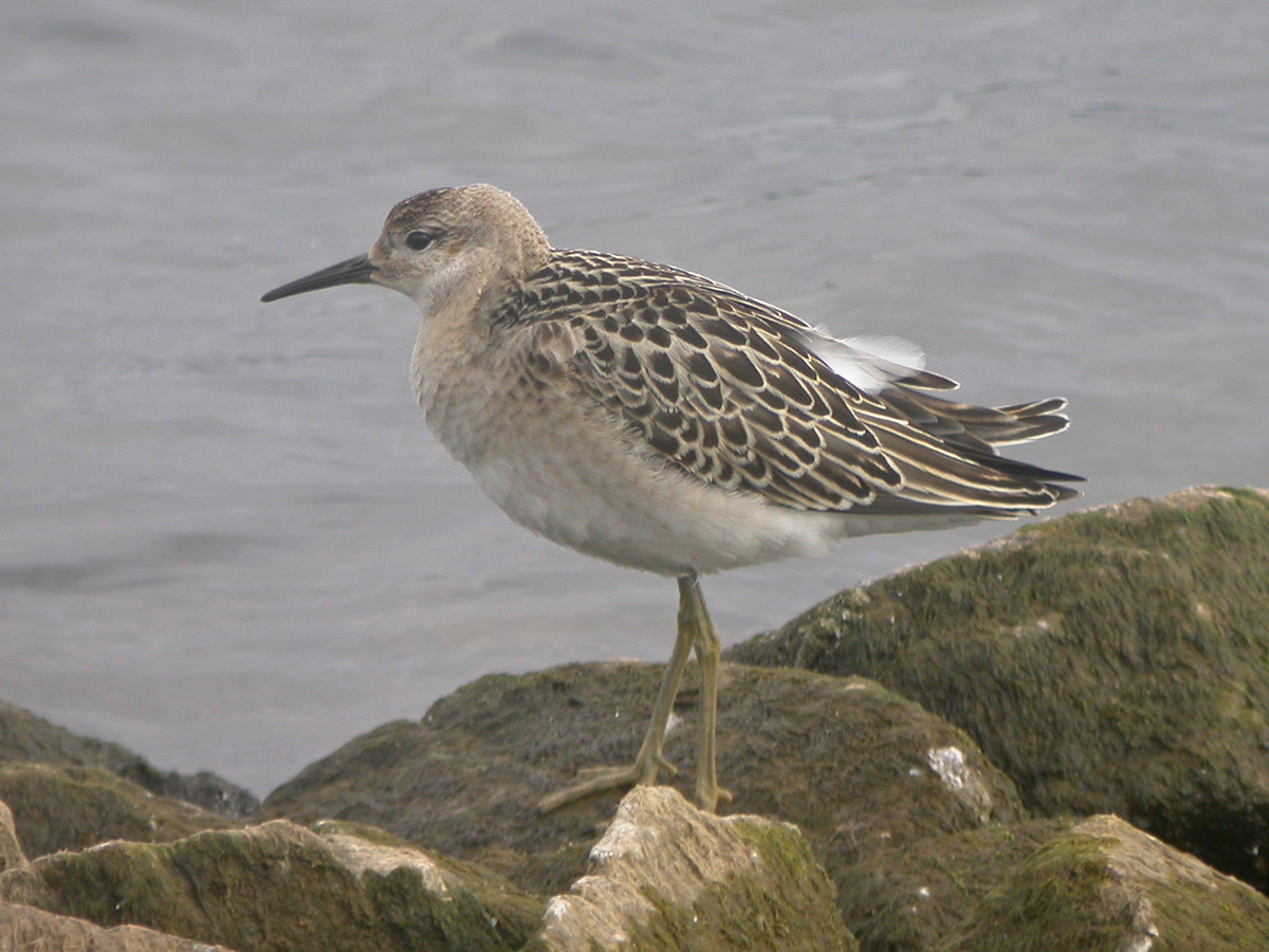 Bob Hazell (@bobhazell) on Twitter photo Peregrine again <a href="/STWDraycote/">Draycote Water</a>, even performing a stoop dive to no avail. Also Ruff, 6+ Greenshank, 3 Common Sandpiper, 2 Yellow Wagtail, 2 Raven, 27 Goosander and 16 Little Egret. A Muntjac put in another appearance. <a href="/Draycotebirding/">Draycotebirding</a> Peregrine again <a href="/STWDraycote/">Draycote Water</a>, even performing a stoop dive to no avail. Also Ruff, 6+ Greenshank, 3 Common Sandpiper, 2 Yellow Wagtail, 2 Raven, 27 Goosander and 16 Little Egret. A Muntjac put in another appearance. <a href="/Draycotebirding/">Draycotebirding</a>