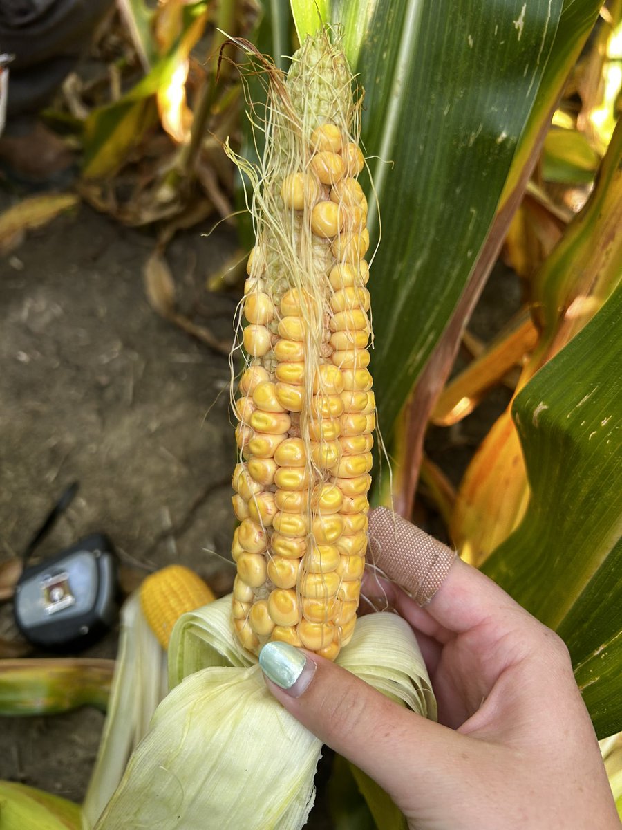 Funky ear of the day! #GLGTour2025