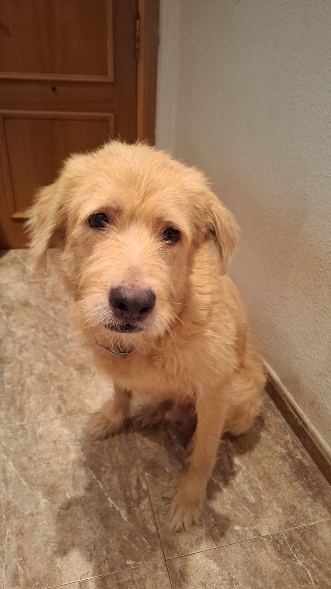 🪽🐾✨¡¡¡ UN ÁNGEL BUSCA HOGAR !!!✨🐾🪽
🛑¡ MUY #URGENTE !🛑

ROCKY BUSCA NUEVO HOGAR DE #ADOPCIÓN.
#TORRENT, #VALENCIA.
SU COMPAÑERO HUMANO SUFRE PROBLEMAS DE MOVILIDAD SEVEROS Y SE DESPLAZA CON UN ANDADOR.
LOS OTROS MIEMBROS DE LA UNIDAD FAMILIAR SUFREN TAMBIÉN DE UNA...