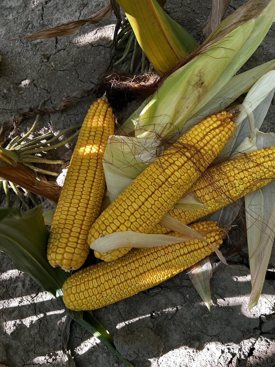 Corn cobs —- AMAZING ! We’re dry out here in Essex. We’re pretty much in fully dent &amp; it’s maturing quickly. #GLGTour2025 
Don’t loose your phone <a href="/Demeter233/">Heather MacLeod</a>! 🤣