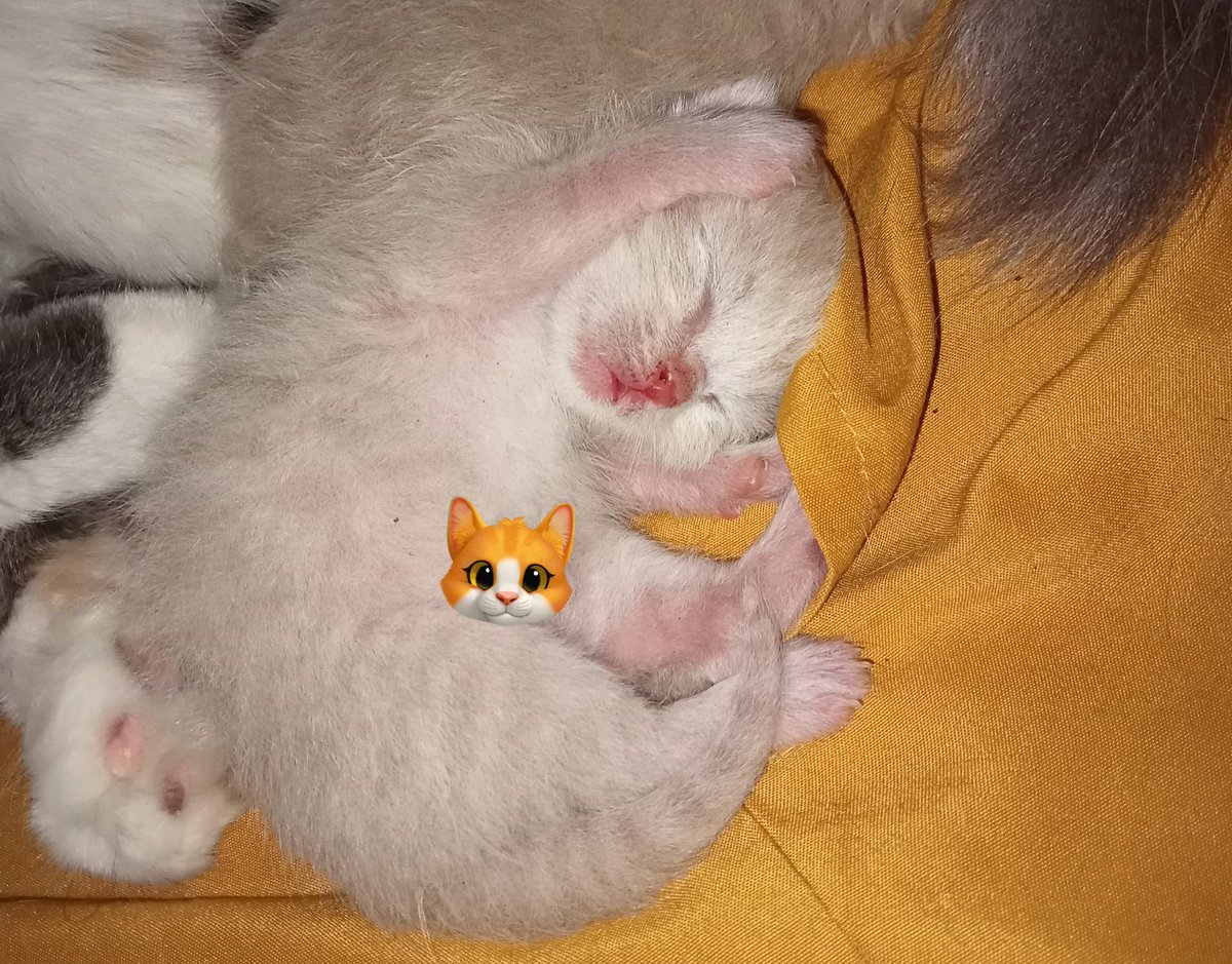 abililiee's tweet image. pucingggg