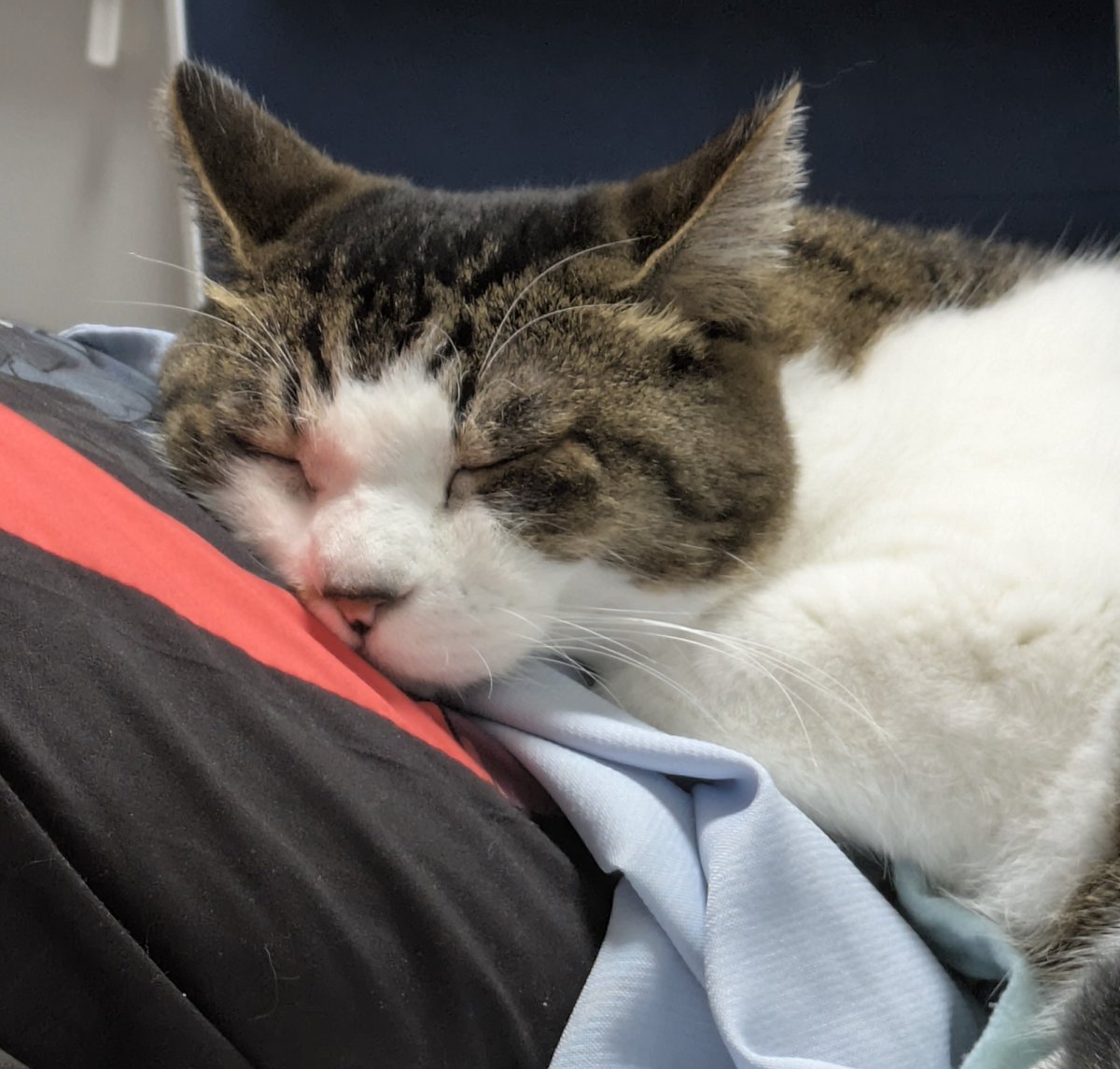 散財した馬鹿な私の服の上で寝る猫　散財しても猫は可愛い
