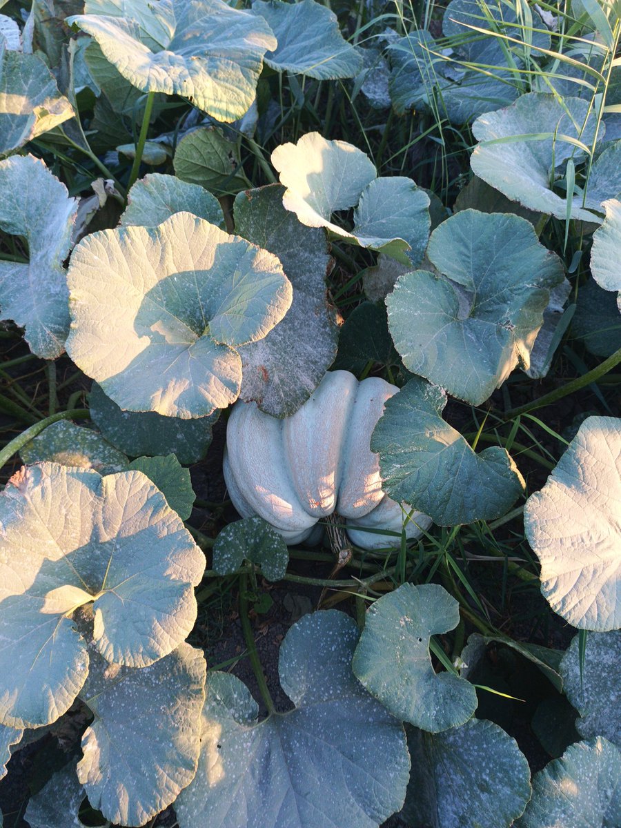 Ata tohumu kabaklar çok verimsiz <a href="/fatihcolak19831/">Fatih Çolak</a>