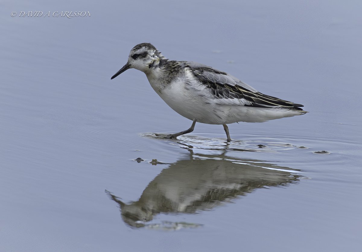 Dave Carlsson (@carlssonphotos) on Twitter photo A wild and windy day on Hayling Island, but when the sun came out to play so did the Grey Phalarope ! <a href="/HOSbirding/">Hampshire Ornithological Society</a> A wild and windy day on Hayling Island, but when the sun came out to play so did the Grey Phalarope ! <a href="/HOSbirding/">Hampshire Ornithological Society</a>
