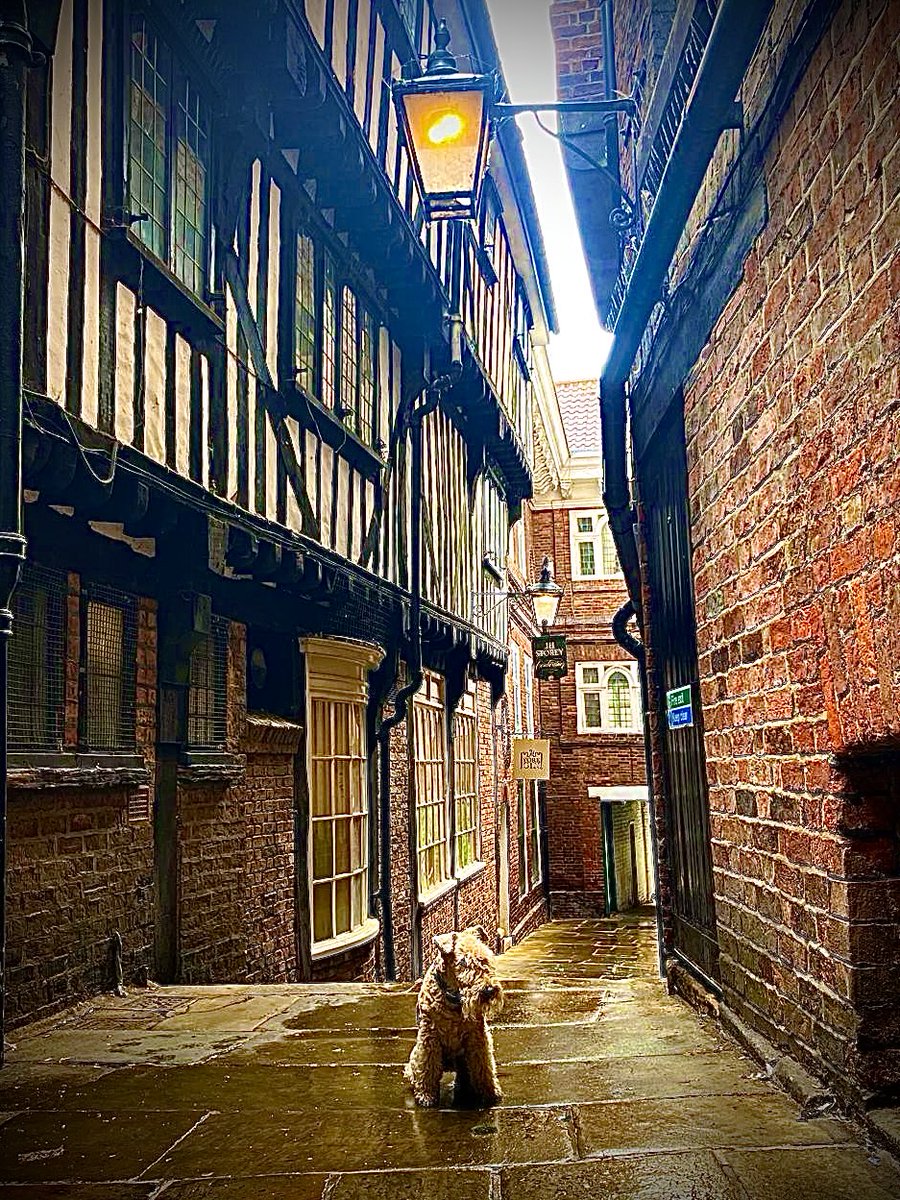 It’s surprising who is lurking in the alleys ❤️❤️