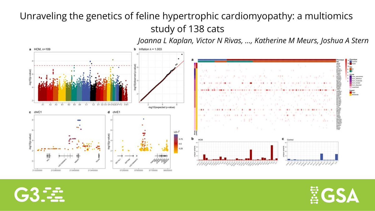 GeneticsGSA's tweet image. New research in #G3journal uses #transcriptomics to identify molecular signatures responsible for Hypertrophic cardiomyopathy, an inherited cardiac disease in cats that causes congestive heart failure and sudden cardiac death. buff.ly/rHYS21a