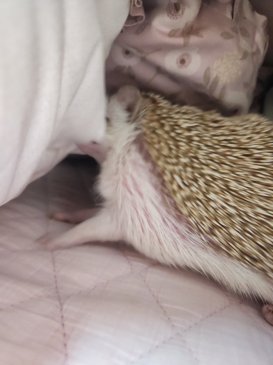 왕왕 물기...ㅠㅠ
여담인데 애기한테 매일 사랑한다고 하고 뽀뽀해주는데 품 속에서 이 땐 항상 얌전히 있어준다 말을 알아듣는걸까🤭 오래 잡고 있으면 버둥대서 또 귀엽구...