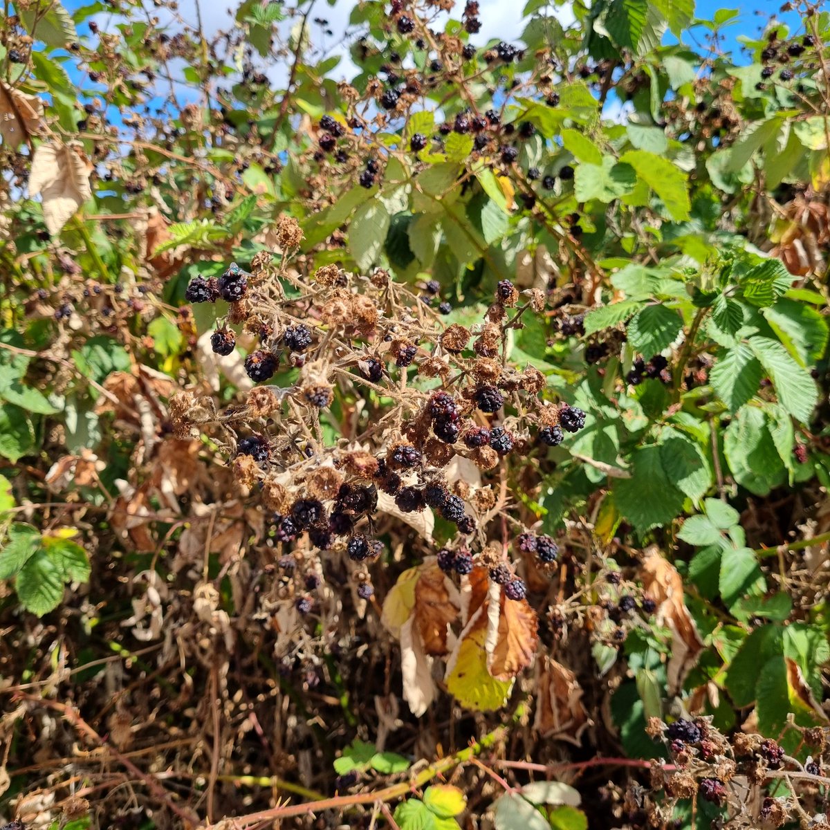 MerielGJones (@merielgjones) on Twitter photo #WildWebsWednesday So much wild fruit this year to feed humans, birds, animals, insects and decomposer fungi & bacteria. This plant laden with blackberries (Mwyar duon, Rubus fruticosus agg.) But all are dried up from lack of rain. <a href="/WebsWild/">WildWebsWednesday</a> #Wirral #merseyside #WildWebsWednesday So much wild fruit this year to feed humans, birds, animals, insects and decomposer fungi & bacteria. This plant laden with blackberries (Mwyar duon, Rubus fruticosus agg.) But all are dried up from lack of rain. <a href="/WebsWild/">WildWebsWednesday</a> #Wirral #merseyside