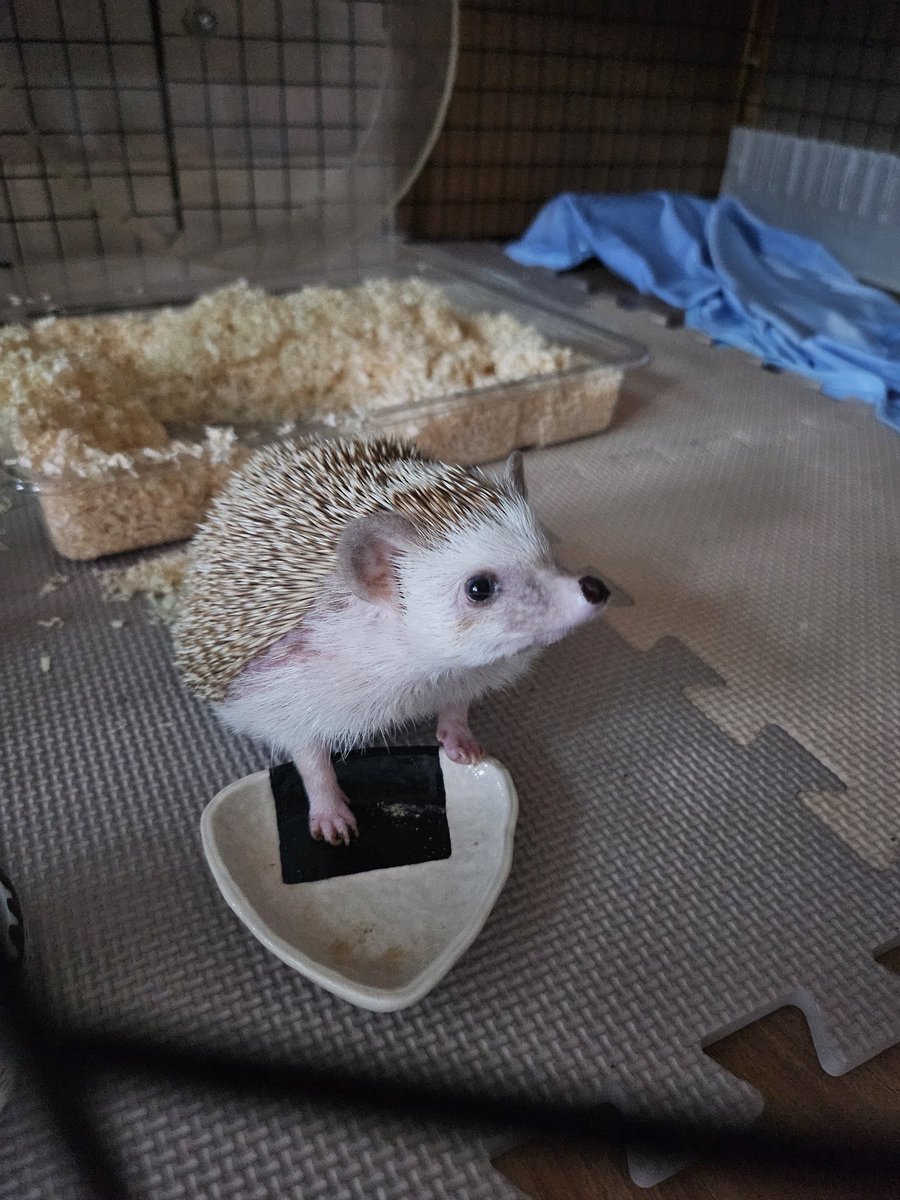 사과 다 먹고 또 주라고 그릇에 발 담그는 아기