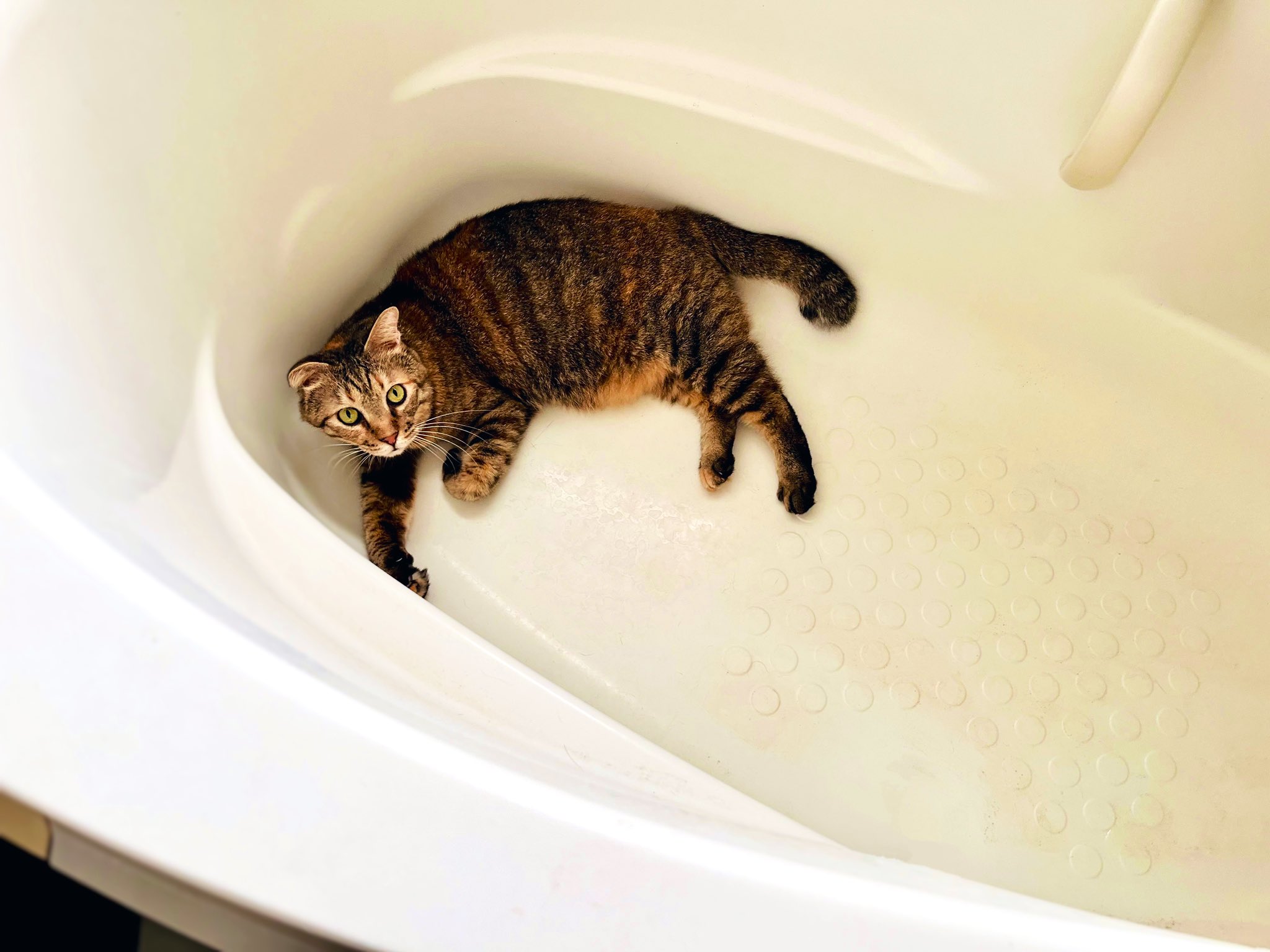 岩盤浴をする猫様 岩盤浴をする猫様 岩盤浴をする猫様