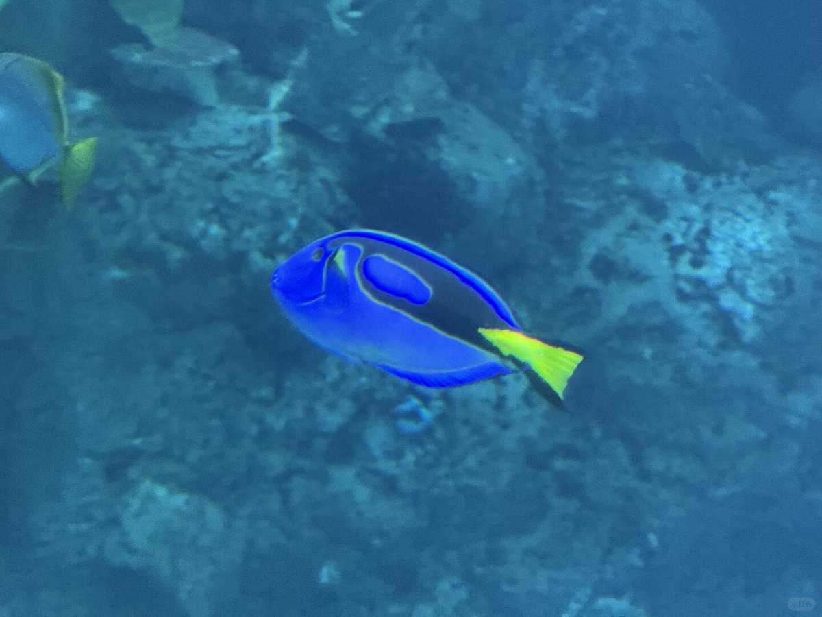 AlexaSusri's tweet image. The aquarium surrounded by tropical fish is really healing✨#UnderseaWorld #FreeFish #AquariumsAreBeautifulNoFilters