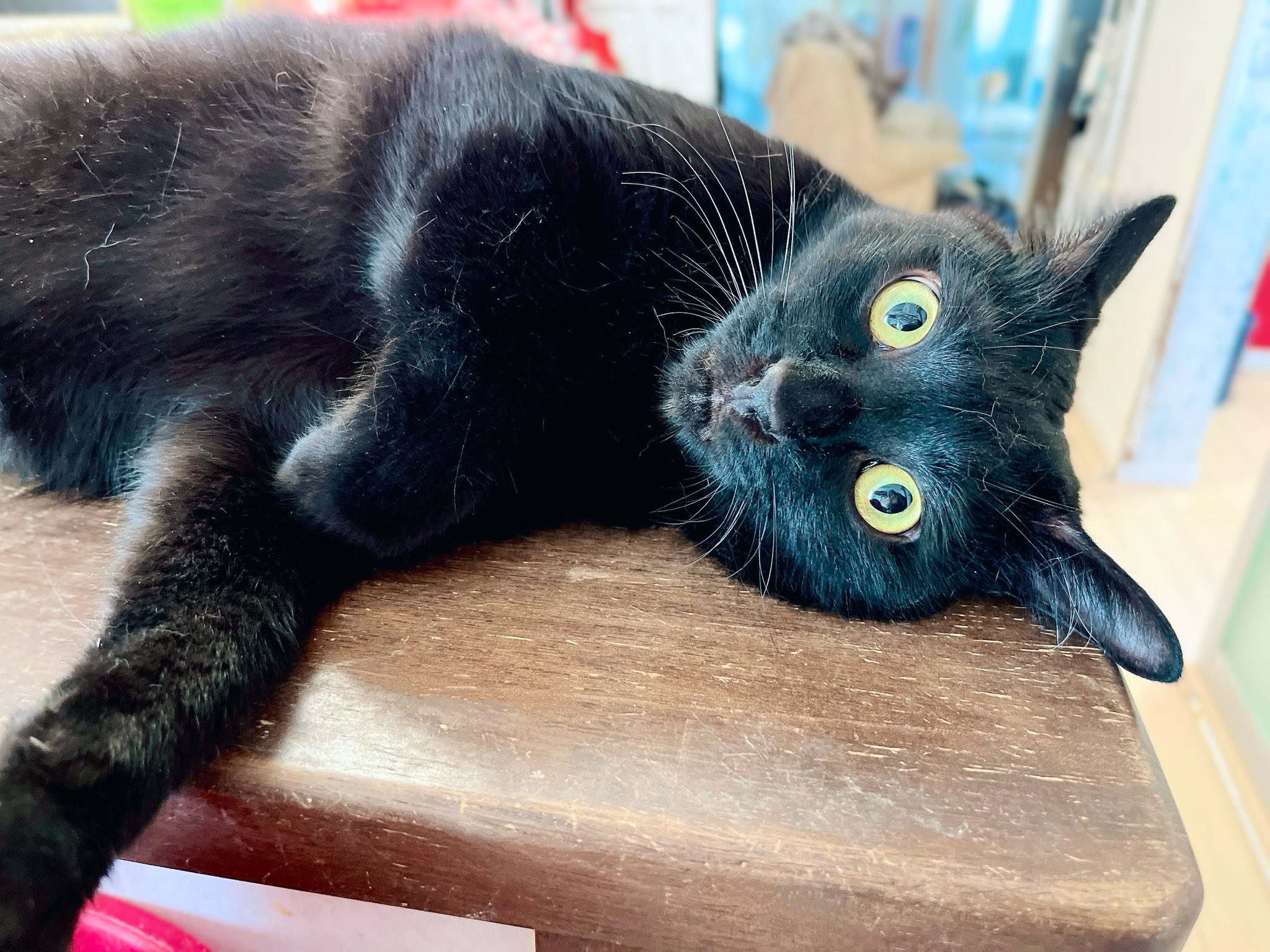 ねこ葉っぱ 猫砂 燃やせる 固まる ハイパーウッディフレッシュ 8L HWF-80