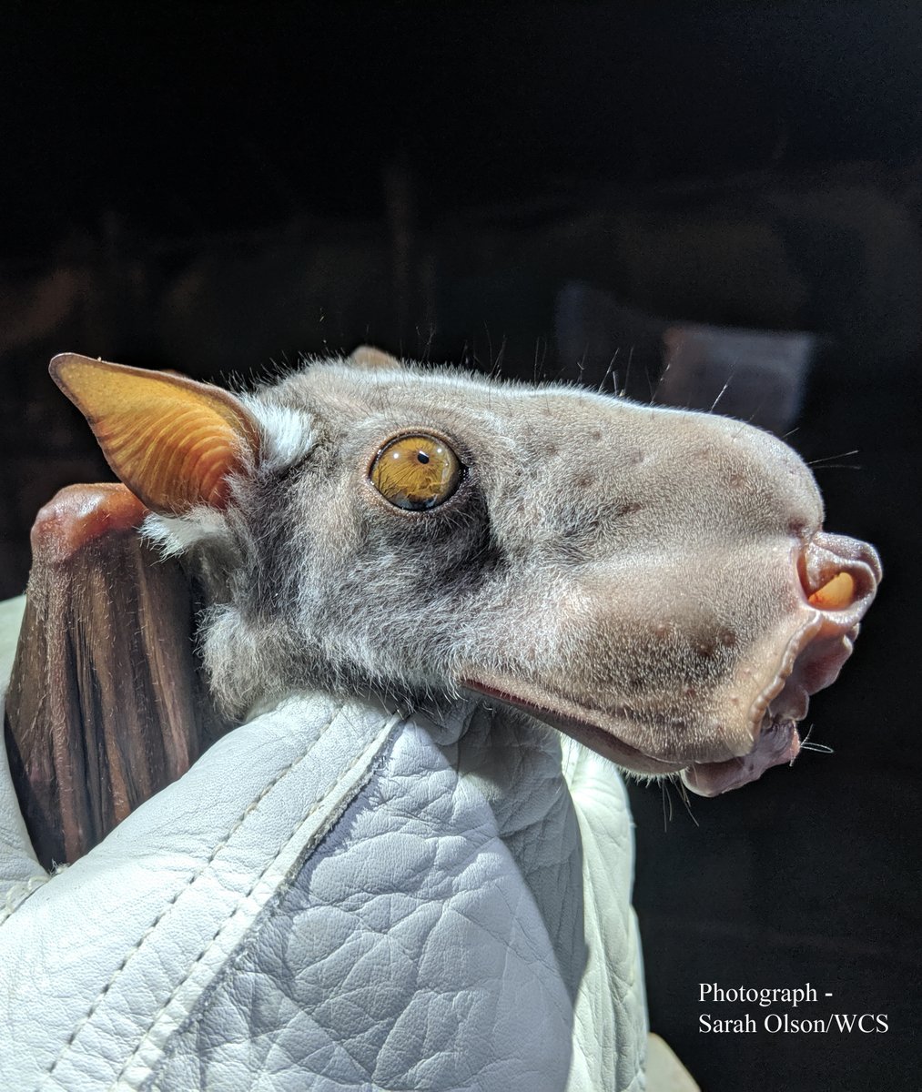 The Bat Lab tweet media