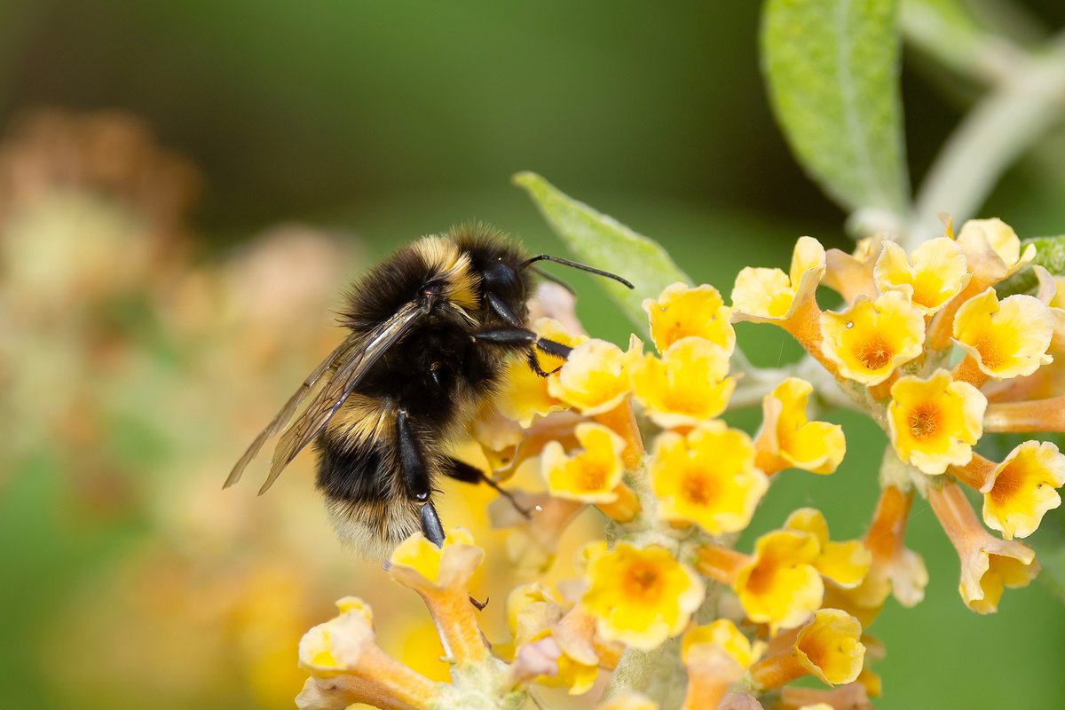 A young Coot surrounded by Water Lilies on the Upper Pond and a lovely Bumblebee on Buddleia  near the Garden Room-seen at The Swiss Garden, Shuttleworth Trust  last Saturday <a href="/ShuttleworthTru/">Shuttleworth</a>