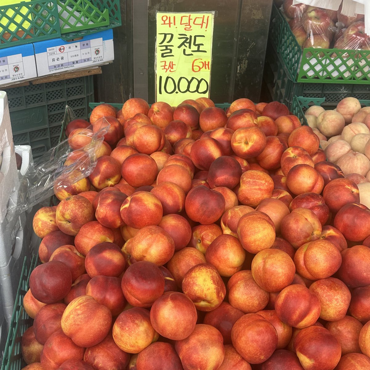 어제 사올걸🥲
말랑복숭아였는데
눈 앞에 아른거려
먹고싶다