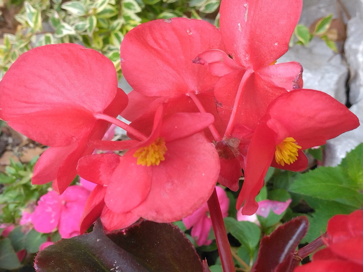 ㏂6:00   ’25. 9/ 4 ㈭

【ベゴニア・センパフローレンス】
花言葉「愛の告白、片思い、幸福な日々、親切、永遠の栄光」

秋の花であるベゴニアは9月前後が見頃で、血紅色や淡いピンク、明るいオレンジ色などカラフルで美しい植物です
名前はギリシャ語で「太陽」を意味します☀️

おはようございます🐦