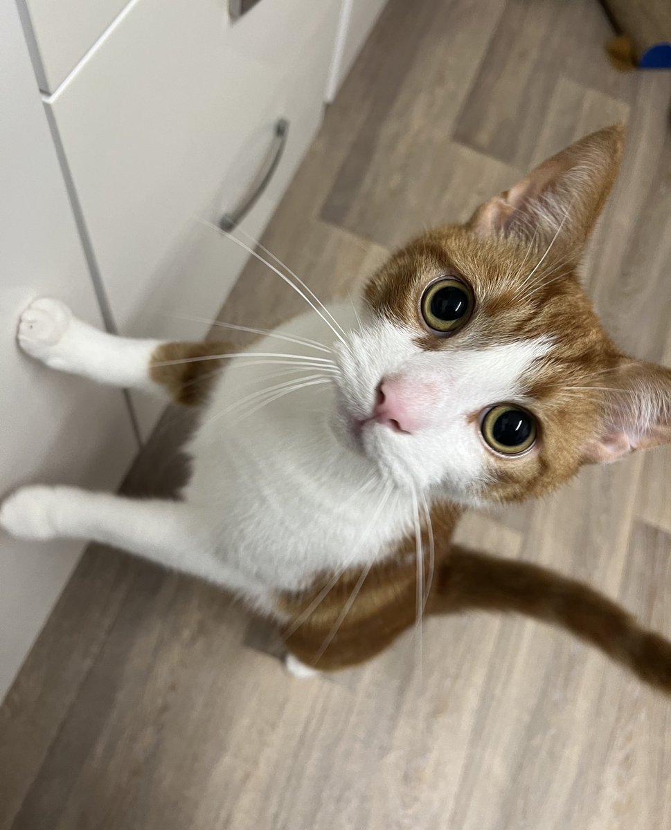 POBee ; yuor oapen an packit ob ham’s wibin 10 Myles of an frankline