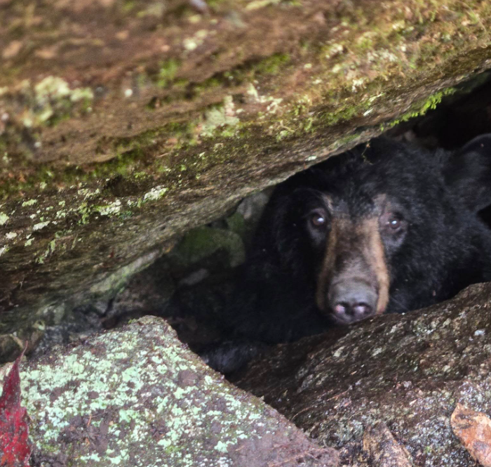 NHCART's tweet photo. It is bear hounding season. This one was trying to hide. Running down wild animals with dogs should be banned. https://t.co/lIuGjF1puy