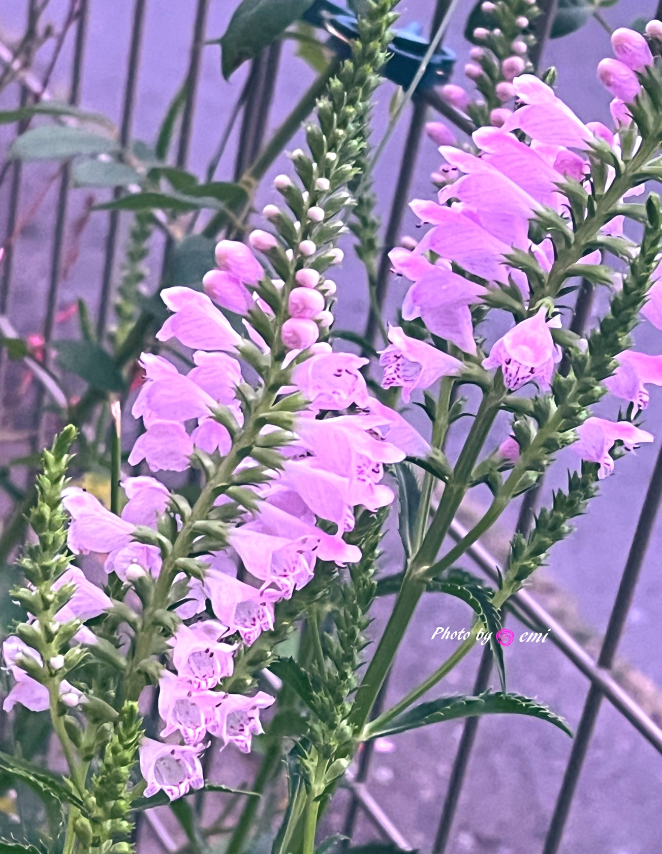 えみ(*ˊᗜˋ*) 💕ポスト📮不定期になります(❁ᴗ͈ˬᴗ͈)🌸 on X
