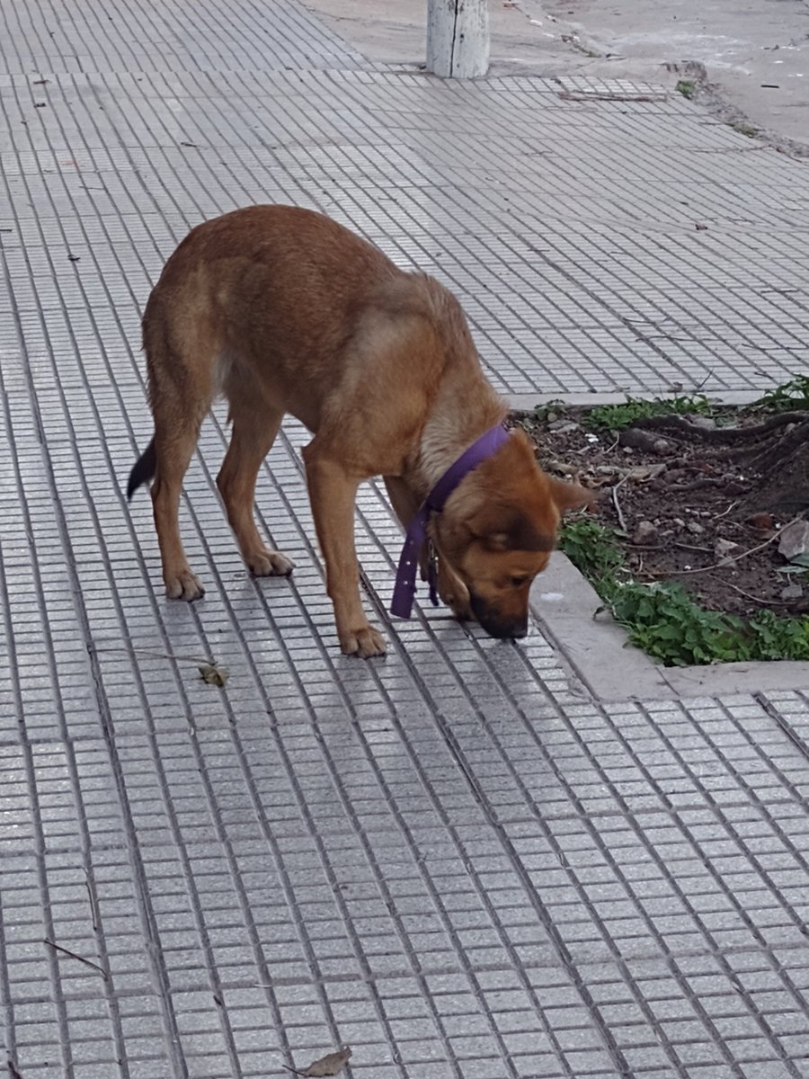 Perra o perro perdido en Mataderos no tiene chapita no se deja agarrar. Collar violeta, parece que se le cortó la correa.