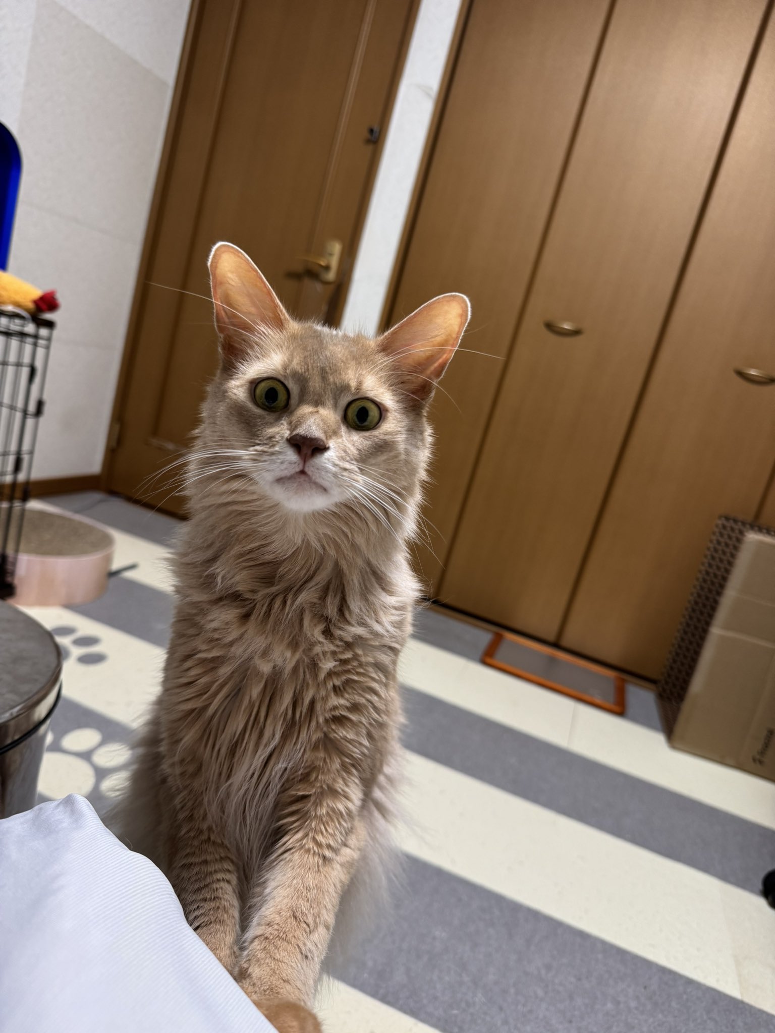 tokkyo (@tokkyo) / X