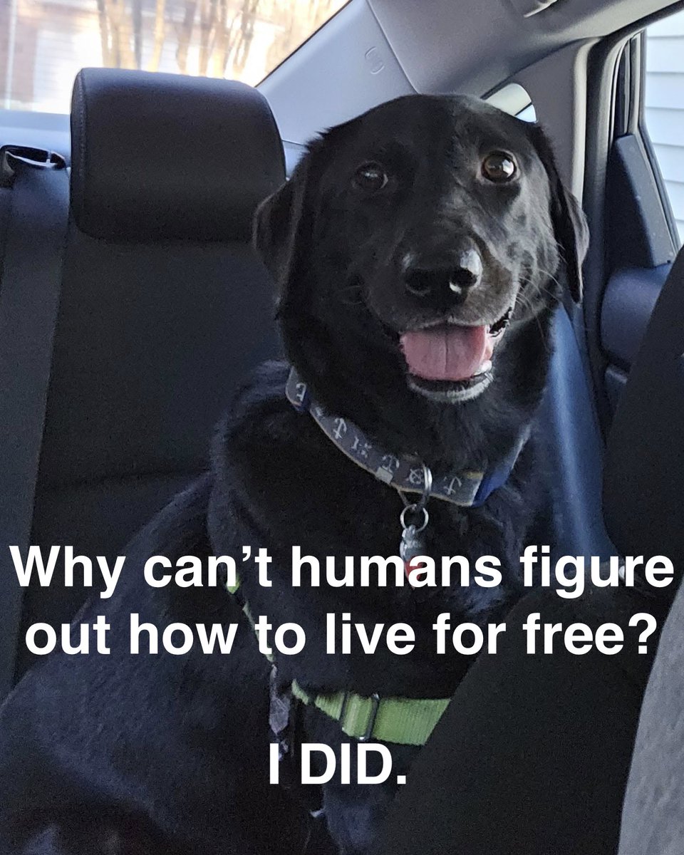 KeyeMartin's tweet image. Two voices in my head having a debate:

Voice 1: Intelligence is not a real thing.

Voice 2: Yes it is. For instance, humans are more intelligent than dogs.

Voice 1: Dogs live rent-free. Do you?

Voice 2: (goes silent)

#keyememes

@macroaggressio3 
@LadySkimmington