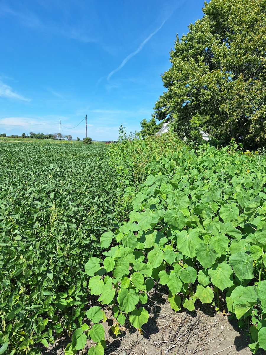 #agrisagronomy #glgtour2025 in case anyone was having doubts on value of herbicides