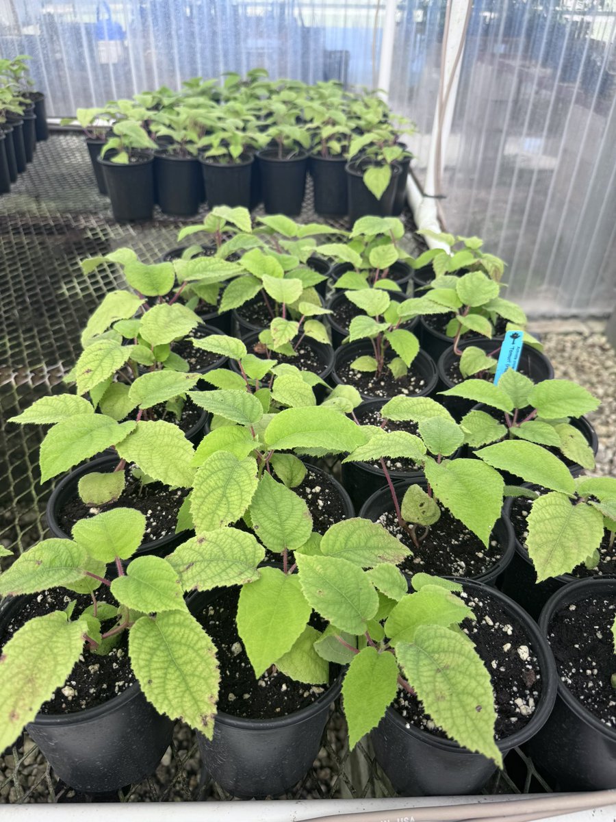 Our postdoc Carlos and Shahid has initiated research projects on cold tolerance in kiwi and avocado to support sustainable cultivation and evaluate variety hardiness under North Florida’s conditions as fruit crop diversity interest grows.
<a href="/ufifasnfrec/">UF IFAS NFREC</a>