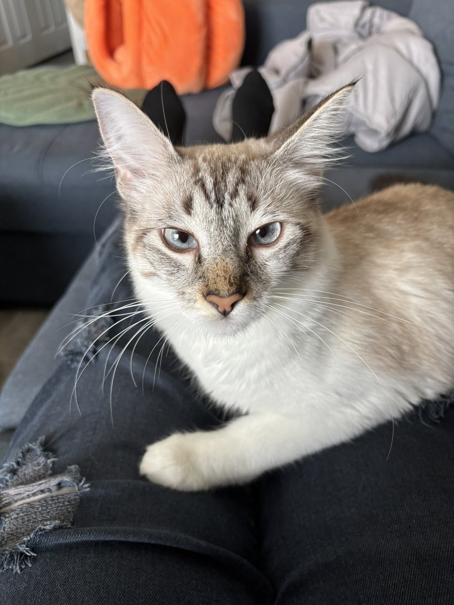 cait 🪩 tweet media