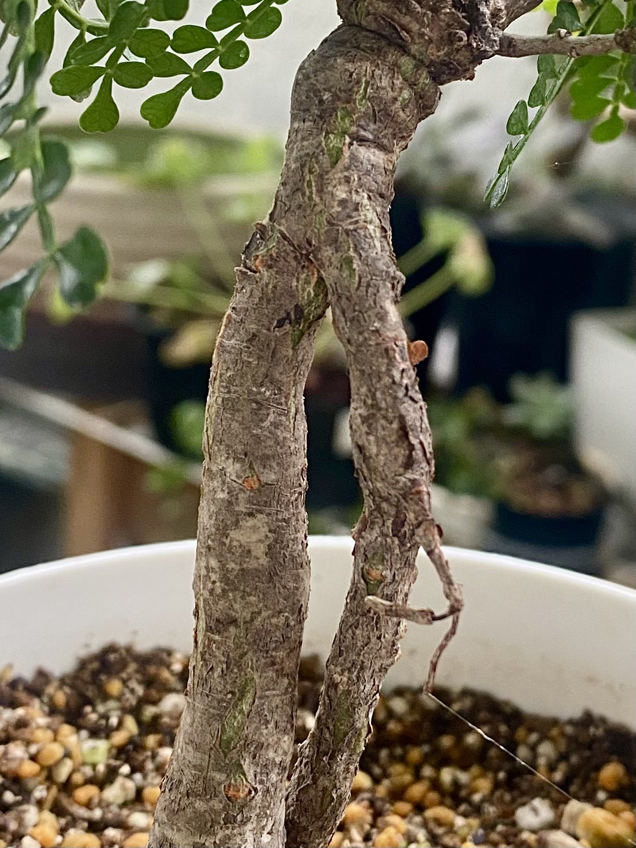 パキプス　根挿し Amazon.co.jp: オペルクリカリア パキプス 根挿し 根差し 根伏せ