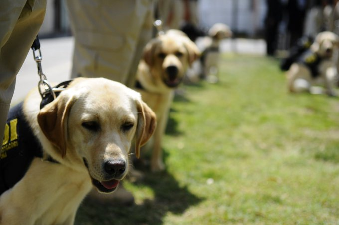 ¿Sabías qué? 🐾📷Nuestra Brigada de Adiestramiento Canino tiene un proceso de entrenamiento, que se realiza mediante refuerzos positivos y sucedáneos, el cual tiene una duración de 1 año y medio #Tarapacá #Iquique