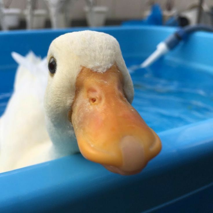 The Duck Poster (@theduckposter) on Twitter photo 