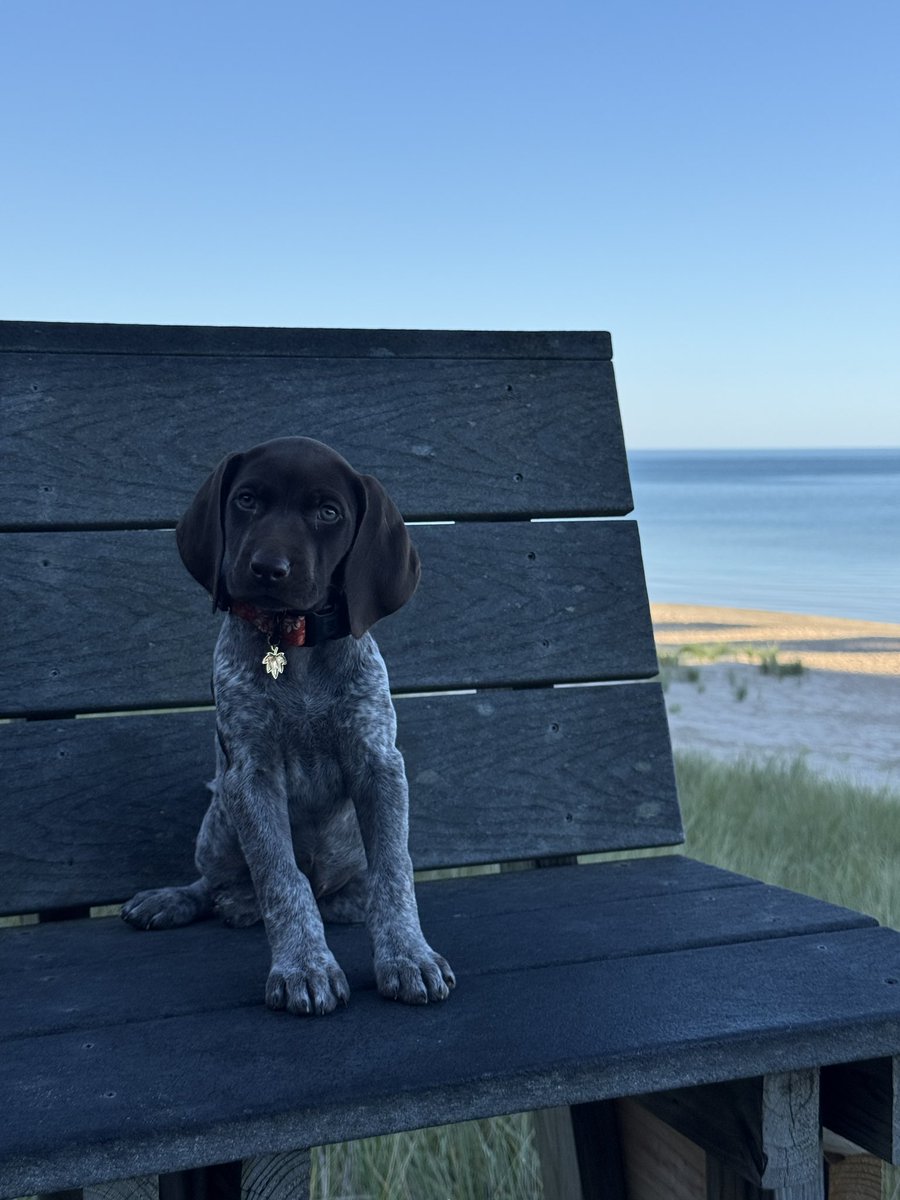 MeganRuthxx's tweet image. Mercy Mabel,  I still can’t believe you happened … spent our first time together on the beach and then camping couldn’t ask for more. Michigan state you are beautiful forever grateful. #GermanShorthairedPointer