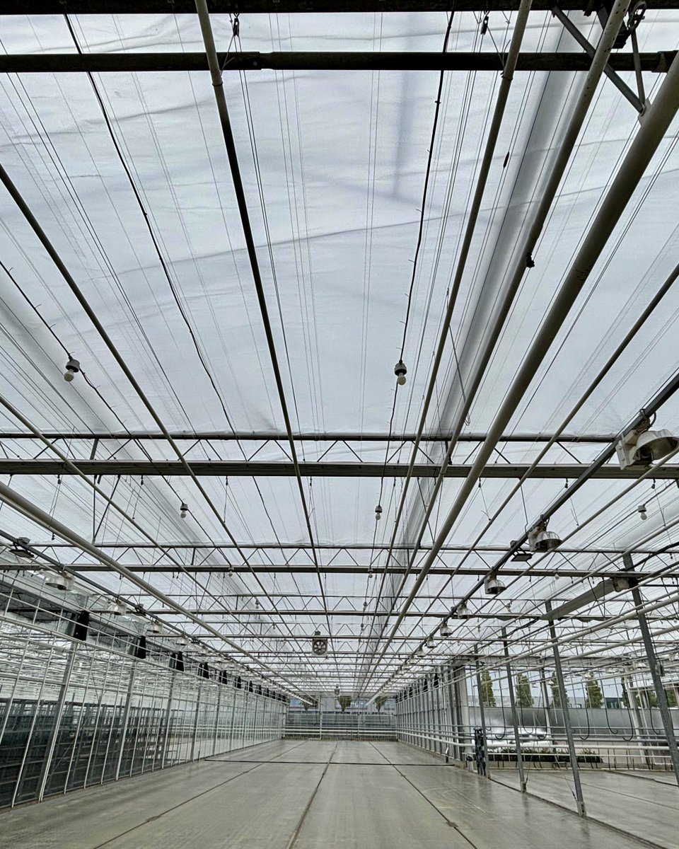 Bij Kuivenhoven Plants hebben we het zonnescherm vervangen voor een nieuw diffuus #PARperfect klimaatscherm, de ideale aanvulling op het aanwezige lichtreductiescherm. Hierdoor blijft het lichtniveau op de planten continu gelijk blijft, ongeacht seizoen en/of moment van de dag🌱