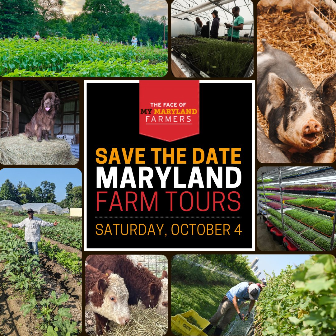 SAVE THE DATE! Maryland Farm Tours on Sat., October 4! Visit local farms, meet the animals, explore fresh produce, and get a firsthand look at where your food comes from. Stay tuned for tour details! Visit marylandfarmtours.com to see participating farms. #MarylandFarmTours