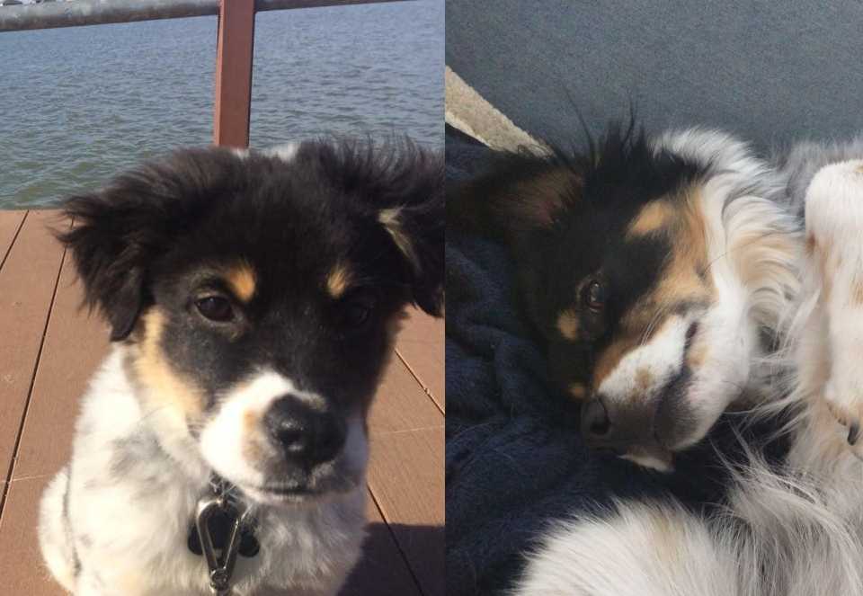 🎂 Today we celebrate Winston's 8th Birthday! His puppy energy is still going strong. Love you! 🥳