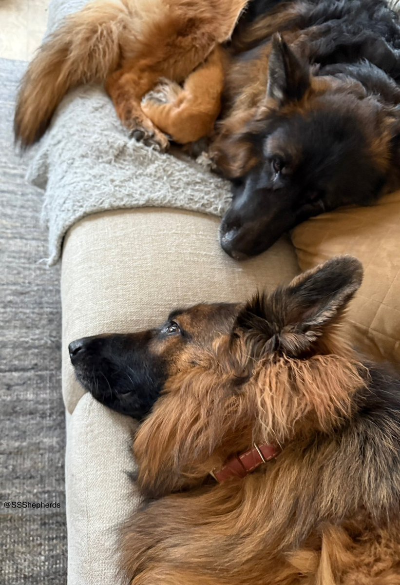 Happy #WontLookWednesday because we’re thinking it’s about time for a sofa snooze… have a good one furiends!