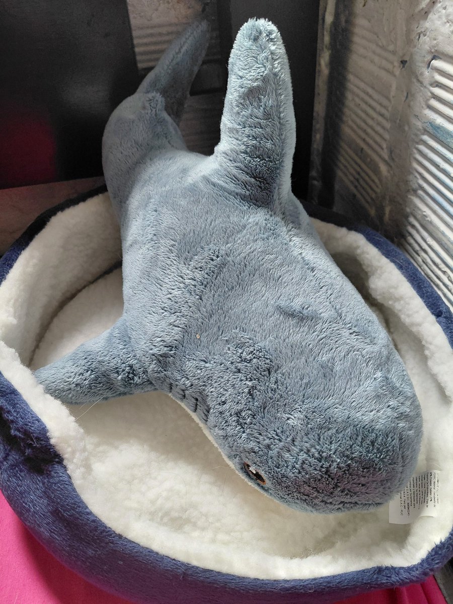 yosmedls's tweet photo. Miren mi nueva mascota  >OwO< https://t.co/ijOxX5p2zt