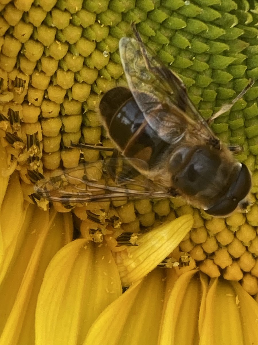 Drone hoverfly on our sunflower, these harmless and beneficial little flys can be almost everywhere in the world
#Insects #Pollinators #Entomology 
<a href="/Buzz_dont_tweet/">Buglife</a> <a href="/RoyEntSoc/">Royal Entomological Society</a> 
northwestnatureandhistory.co.uk/2024/02/13/eri…