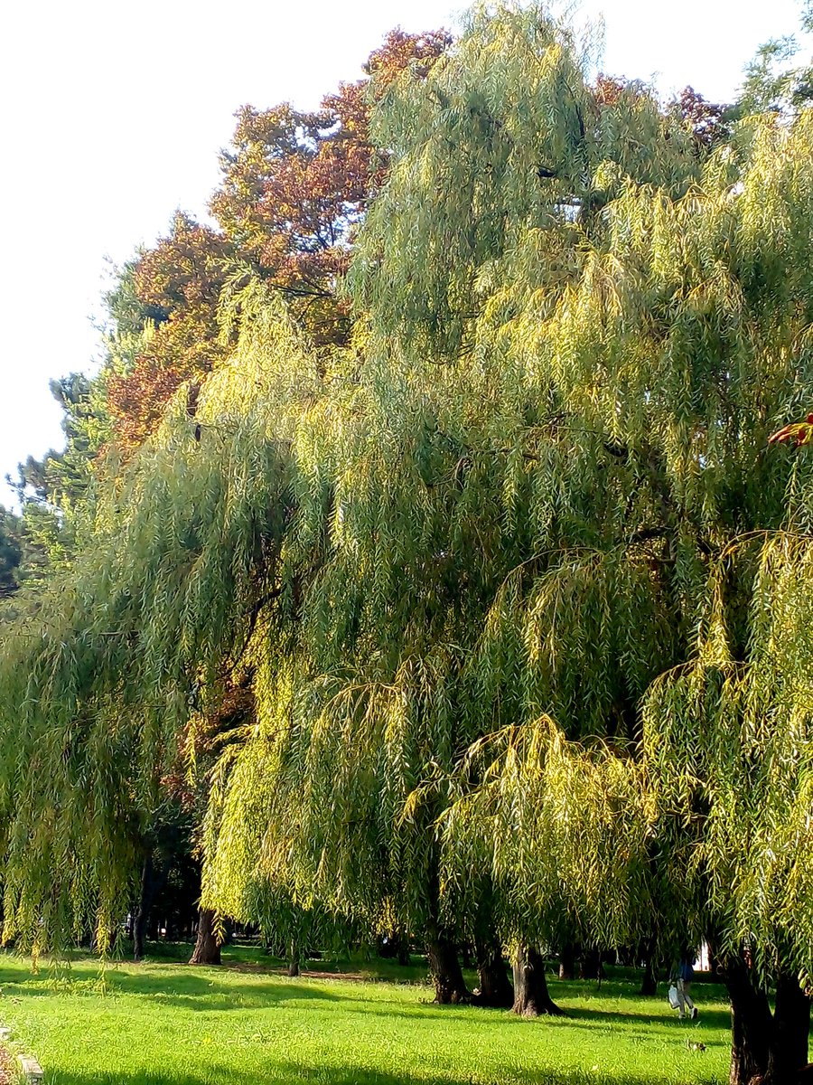 Катерина Галич tweet media