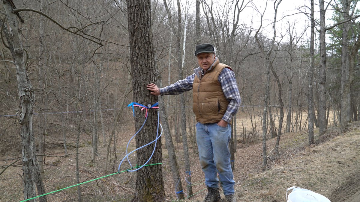 SAREProgram's tweet image. Researchers advance black walnut tapping for commercial syrup production, diversifying the industry and furthering niche market opportunities: sare.org/news/advancing…